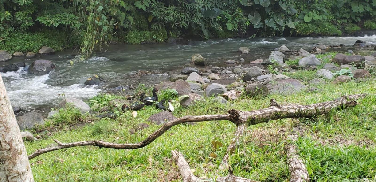 Pura Vida, Free Parking, Wi-fi, Appartement *