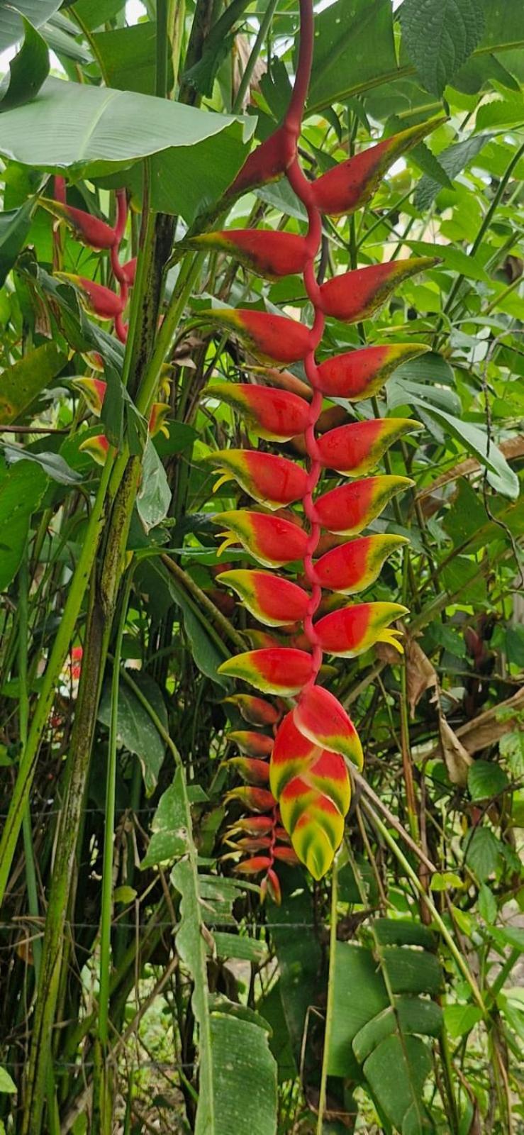 Pura Vida, Free Parking, Wi-fi, Appartement La Fortuna