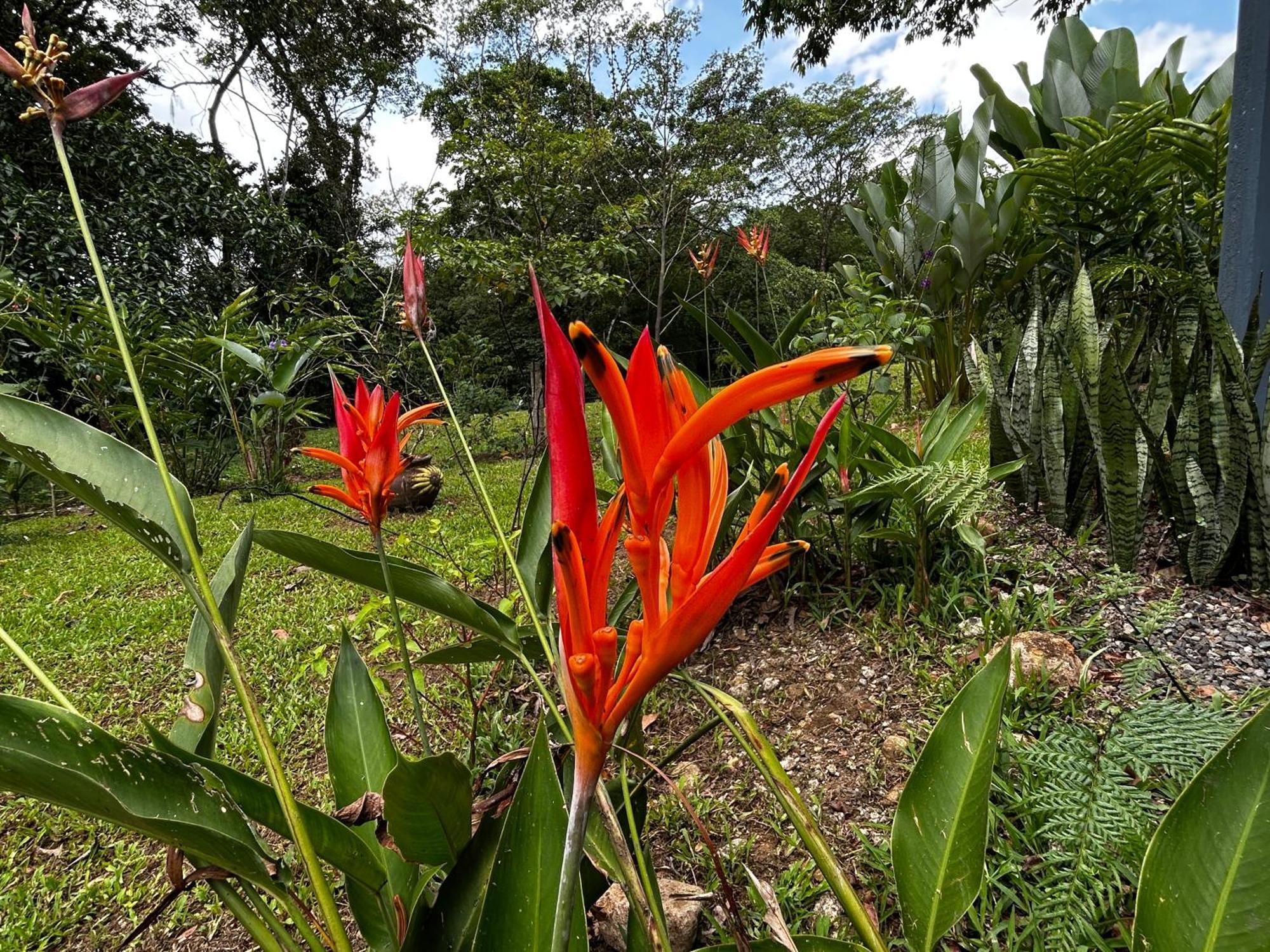 Pura Vida, Free Parking, Wi-fi, Appartement