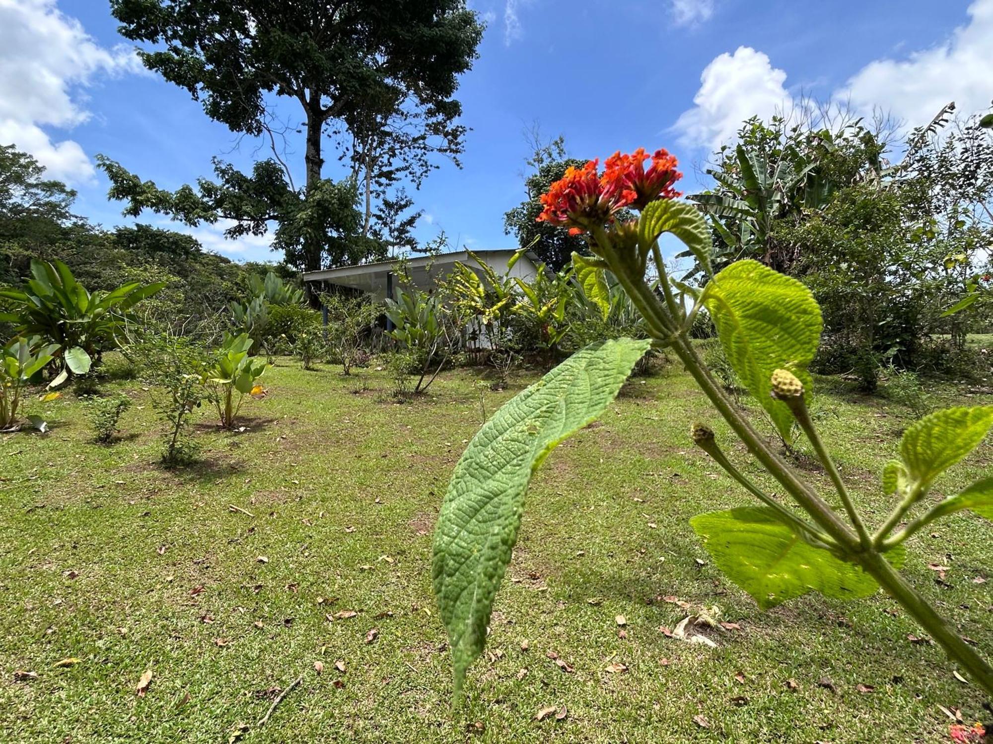 Pura Vida, Free Parking, Wi-fi, Appartement La Fortuna